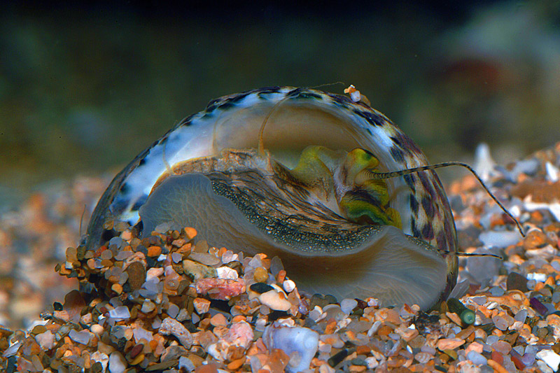 Monodonta turbinata